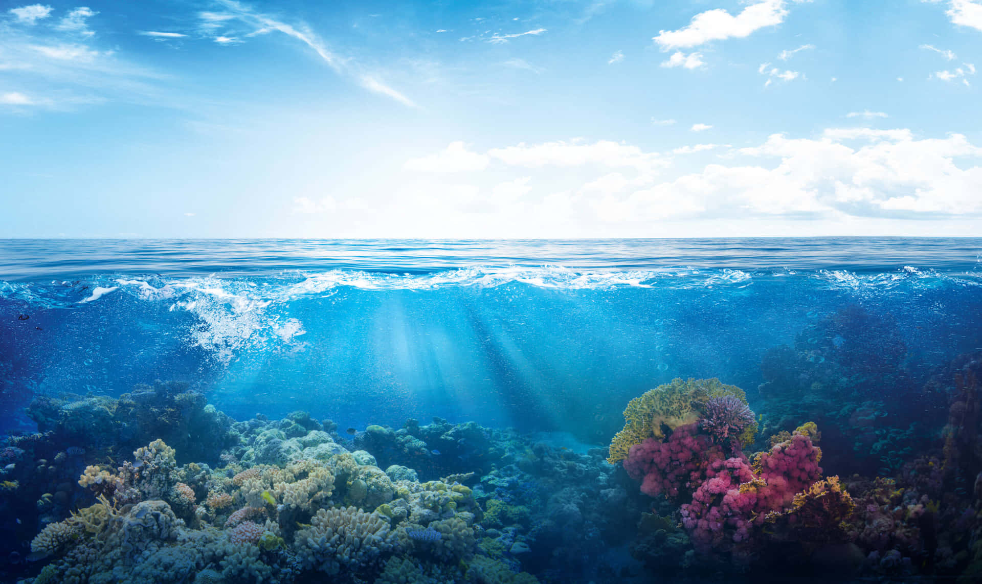Beautiful coral reef under the ocean