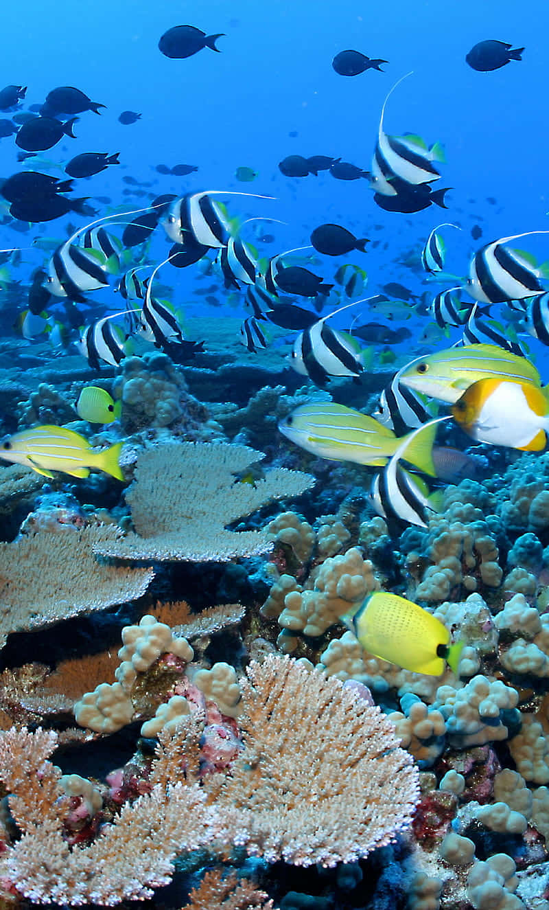 Udforsk den undervandsverden af levende koralrev med denne animerede tapet.