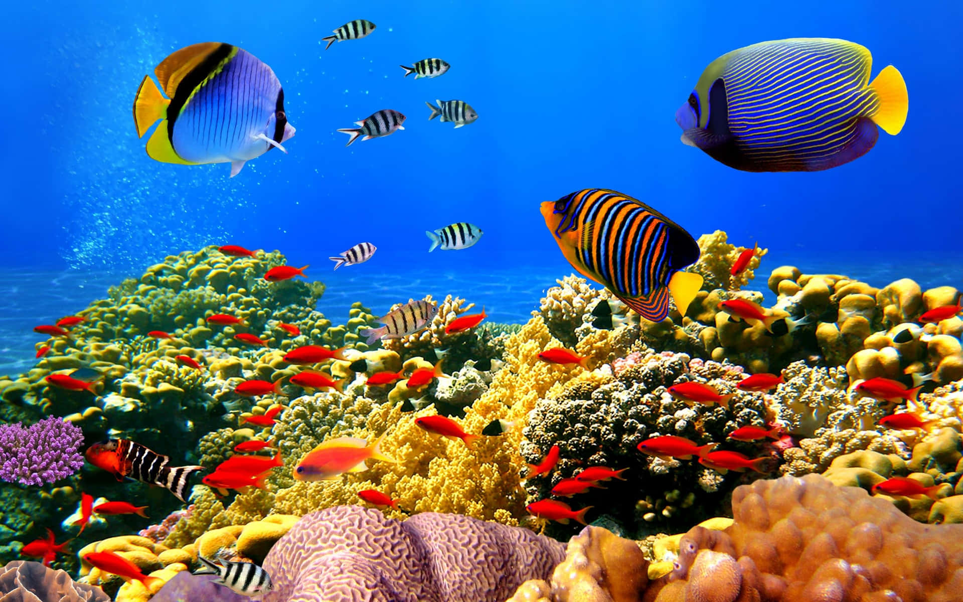 A mesmerizing array of coral, fish and other marine life found in a colorful coral reef ecosystem.