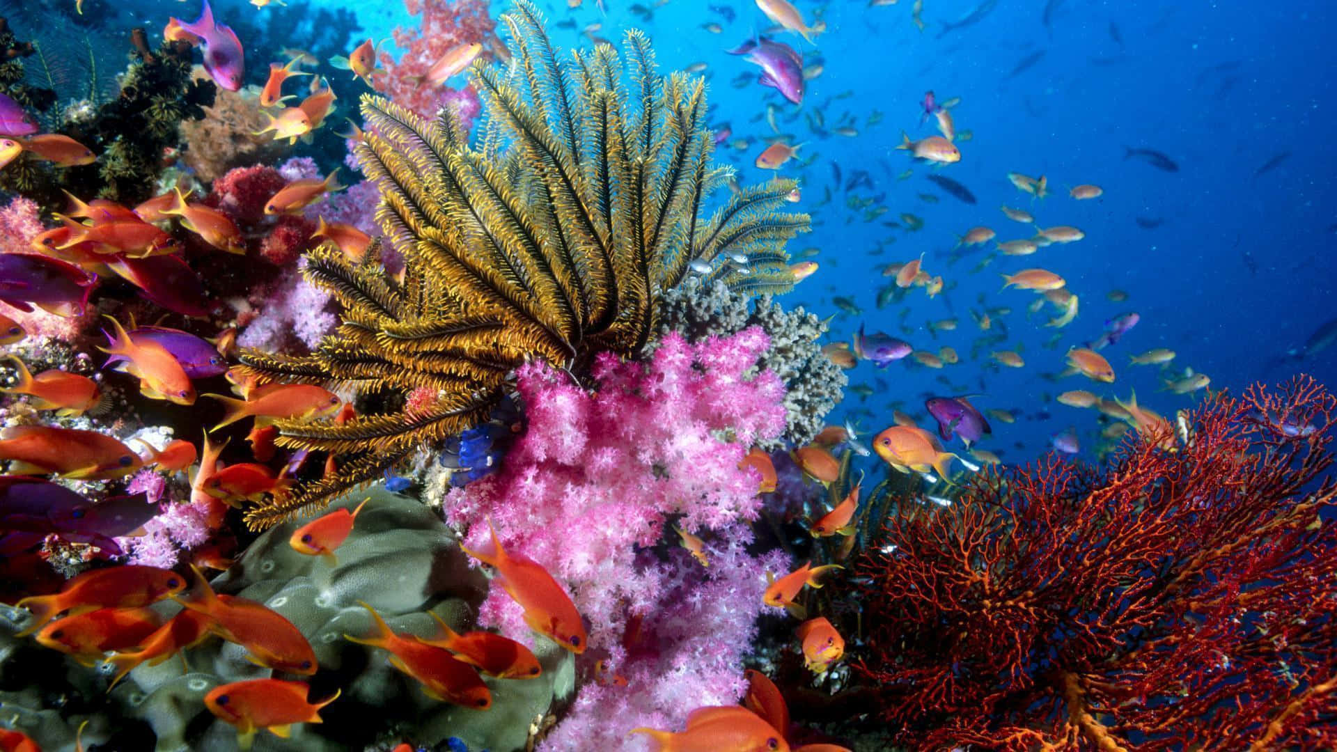 Opdag den Mystiske Skønhed af et Koralrev Tapet.