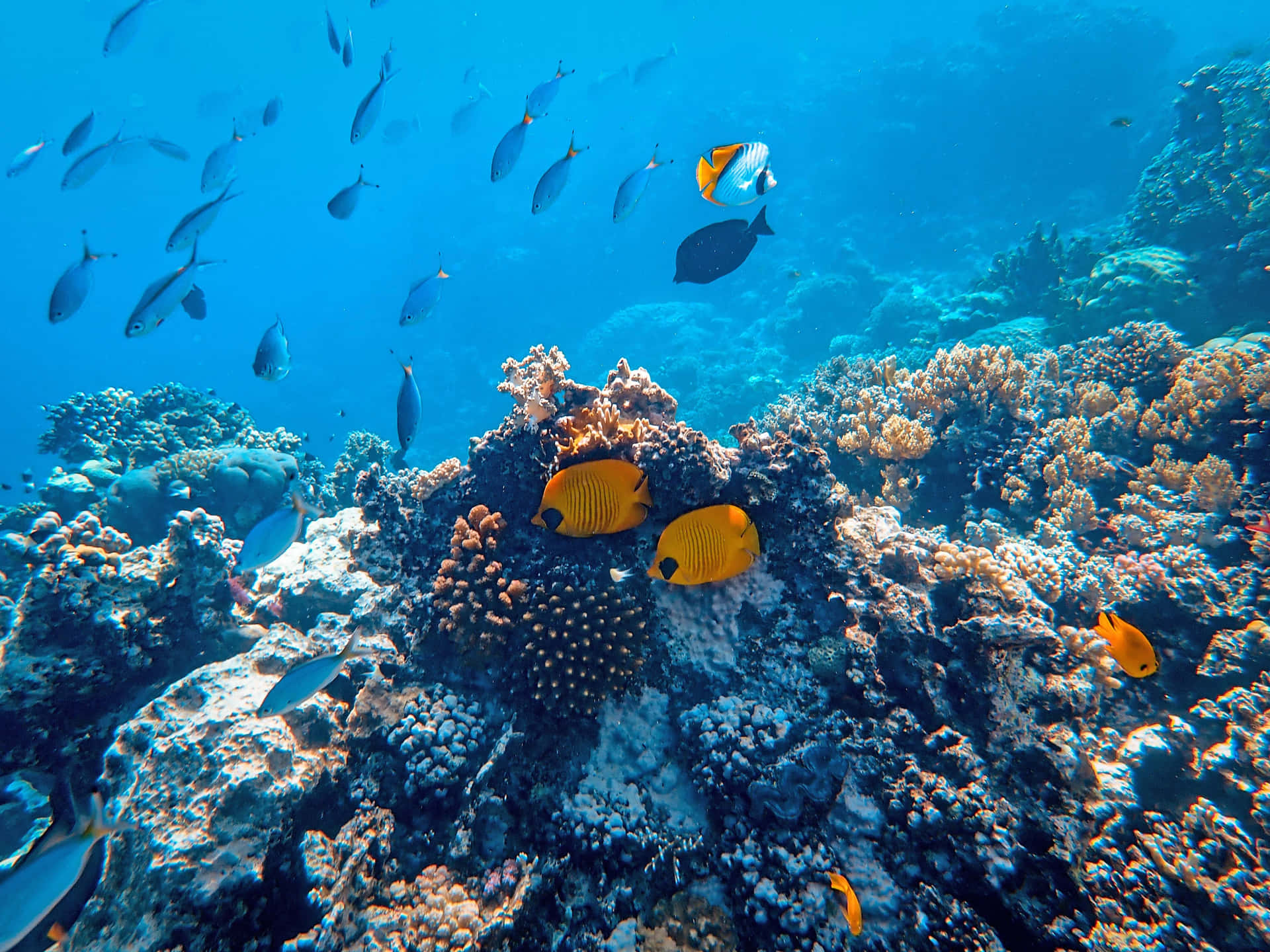 En levende og billedskøn koralrev i havet.