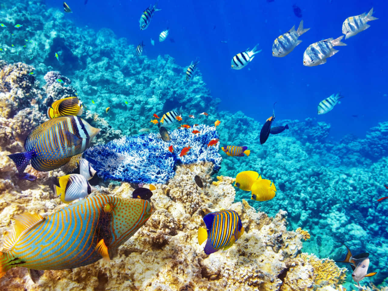 Tropiske fisk der svømmer i et farverigt koralrev