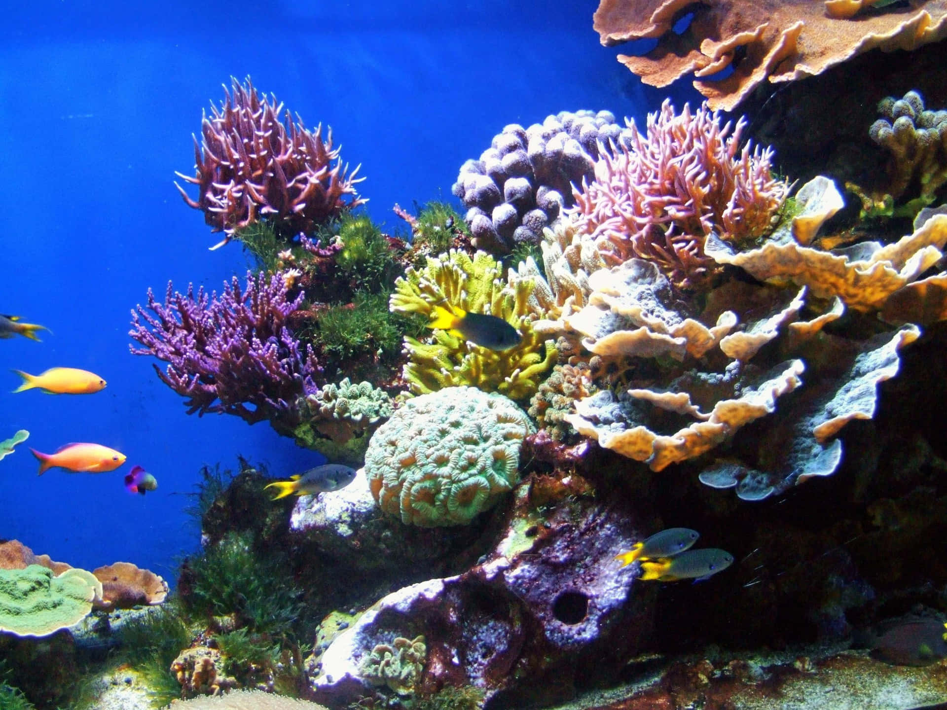 Storslagenundervattensscen Av Ett Korallrev