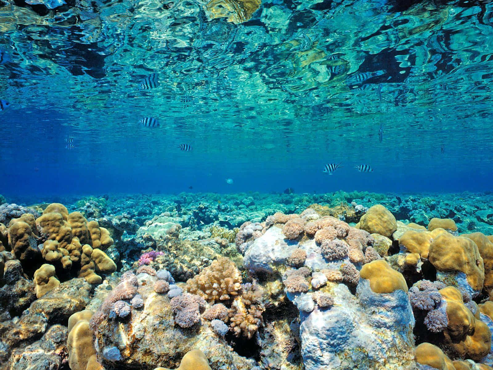 En udsigt over koralrev i Rødehavet