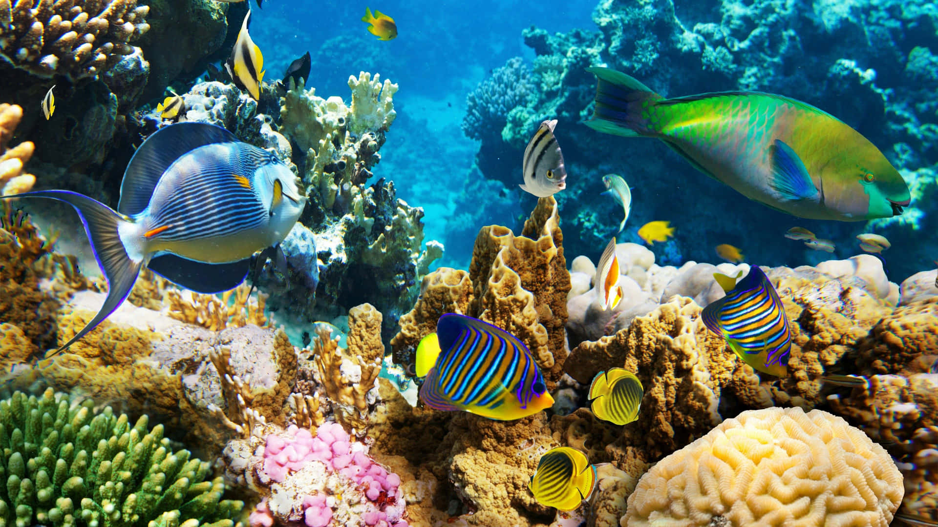 Et farverigt korallrev med mange fisk svømmer omkring det.