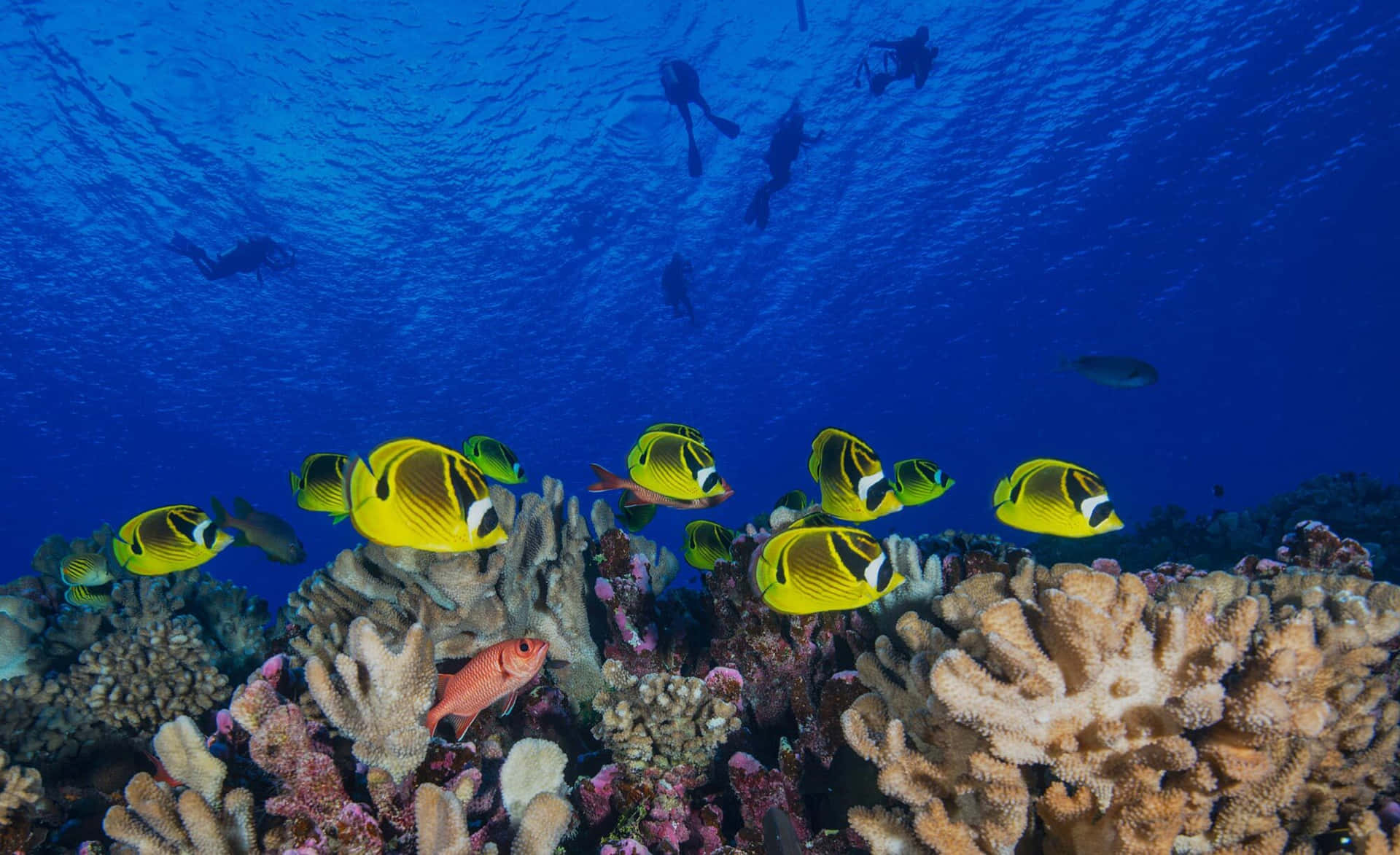 Storslået Undervandsudsigt over en Koralleryg
