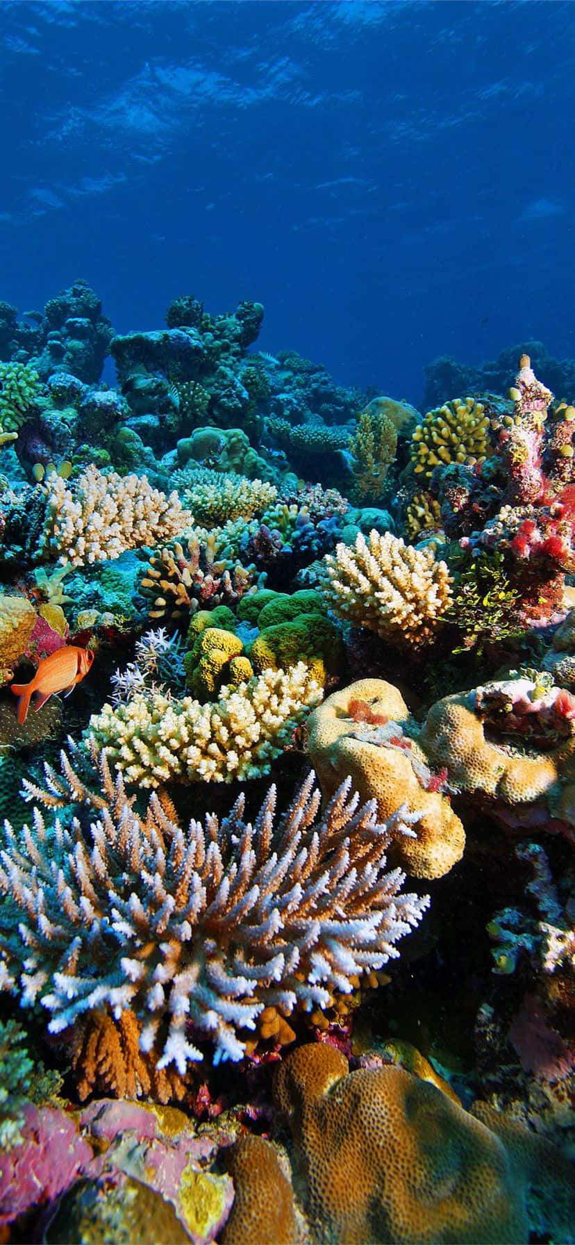 En forbløffende udsigt over en levende koralrev