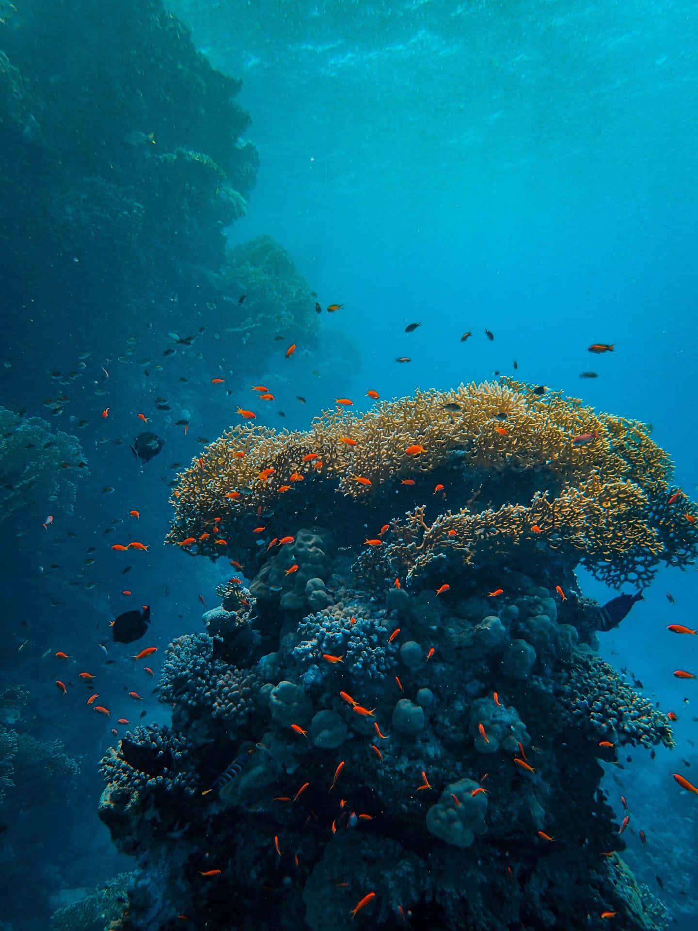 Et koralrev af billeder suspenderet inden for en aquamarin horisont