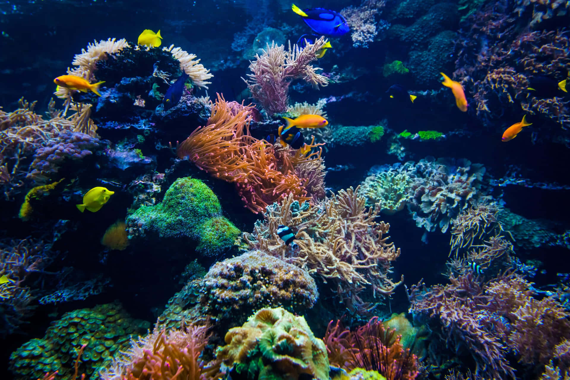 Et akvarium med farverige fisk og koraller