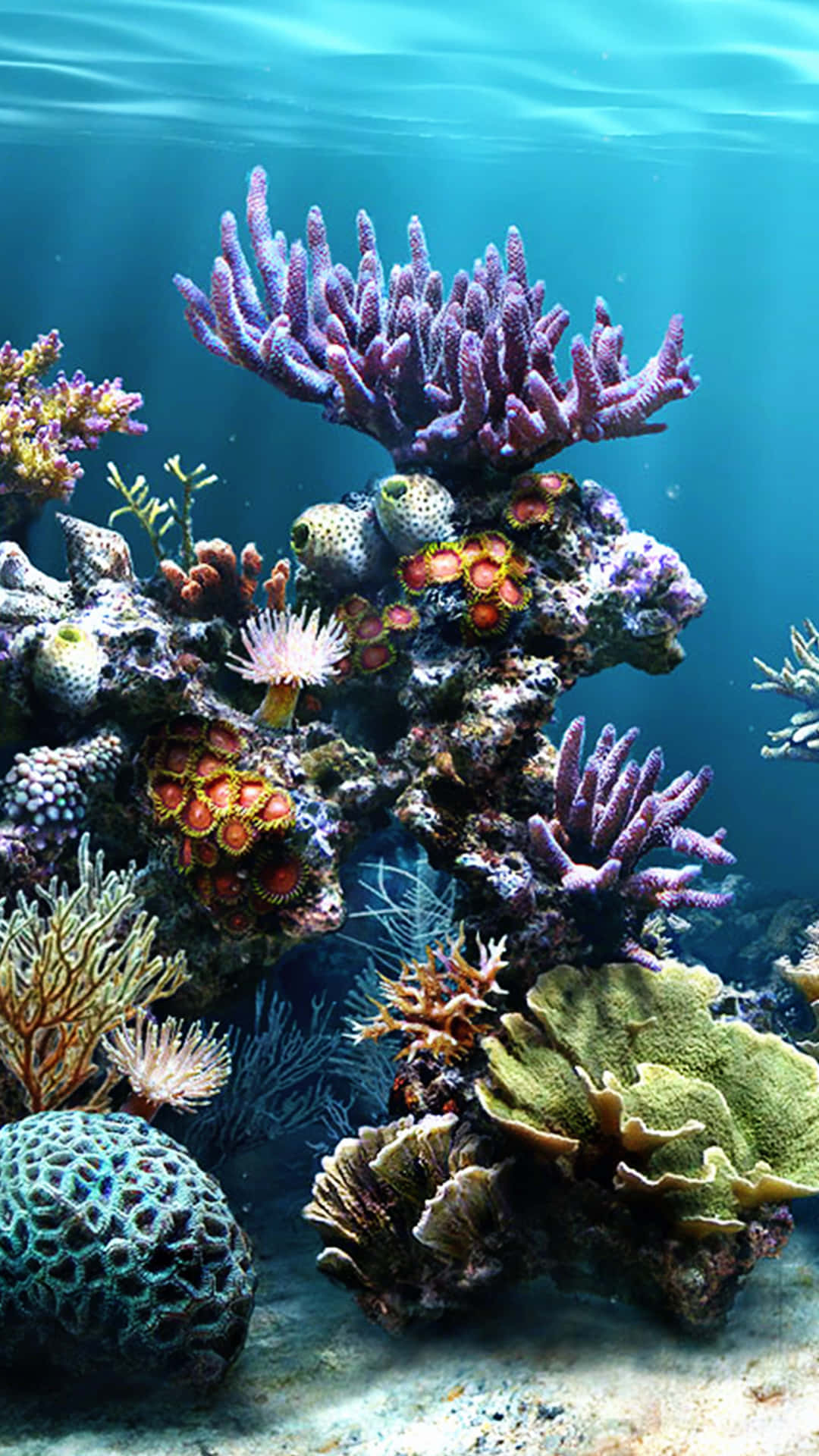 Vivil'esperienza Della Bellezza Di Una Barriera Corallina Come Mai Prima D'ora