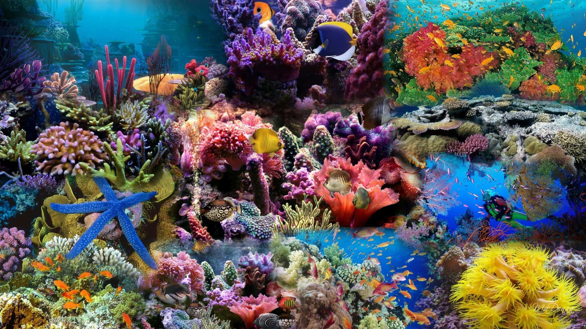A Collage Of Colorful Corals And Fish