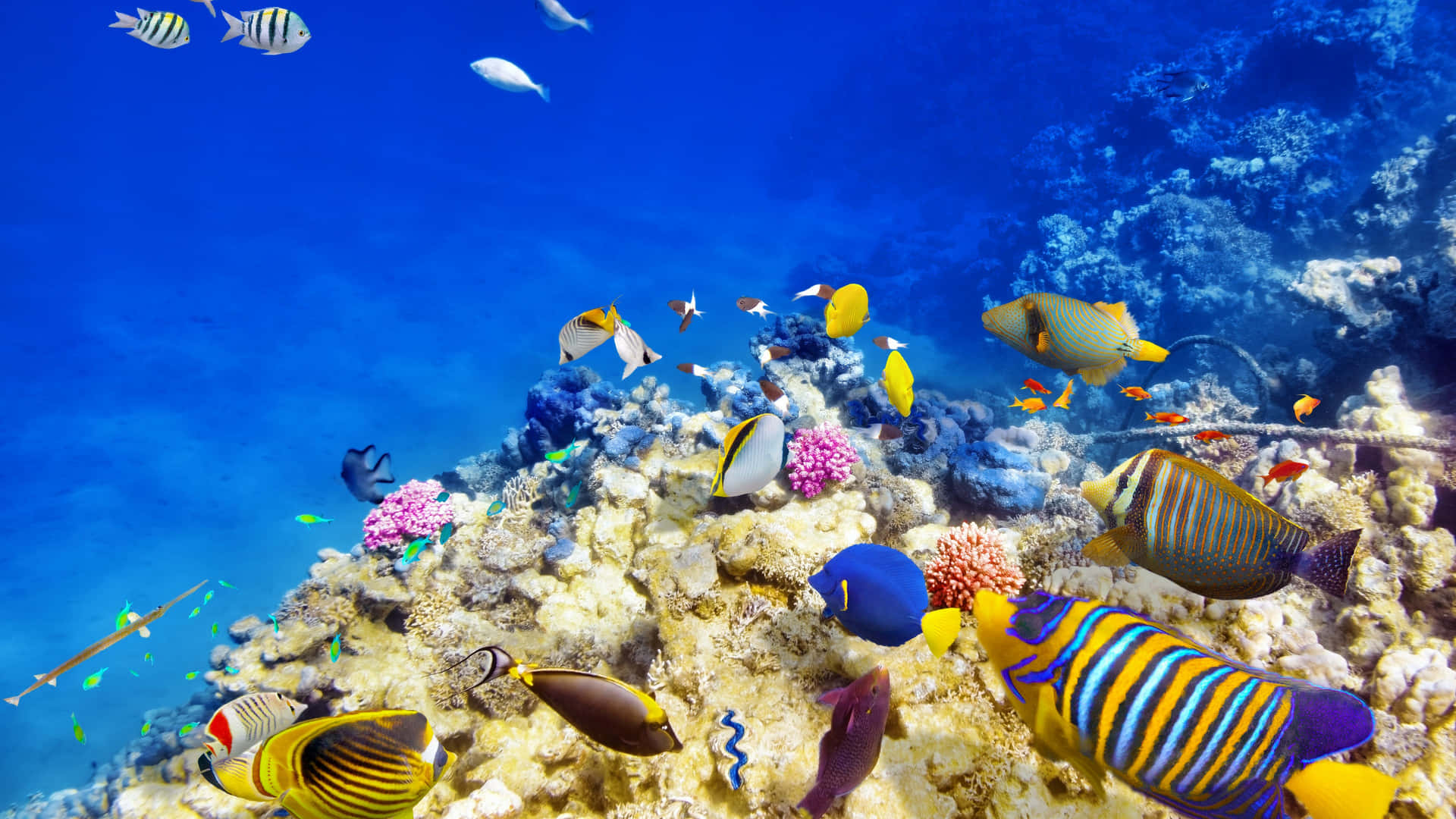 An underwater world of vibrant coral and sea life.