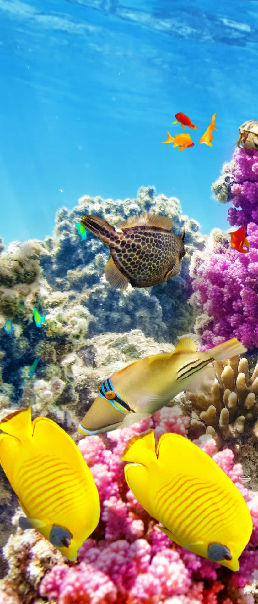 A colorful coral reef in the crystal-clear waters of a pristine tropical ocean