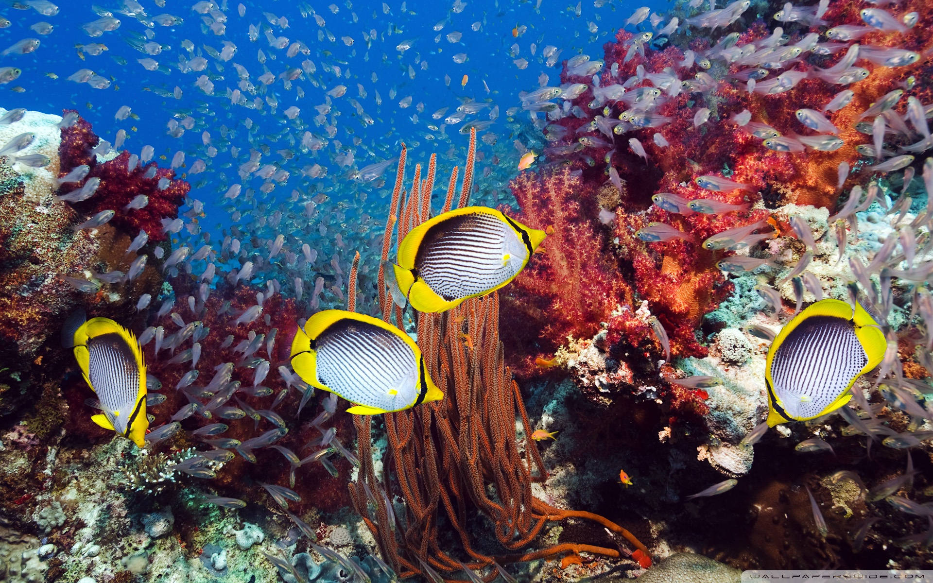 Coral Reef Blackback Butterflyfish Wallpaper