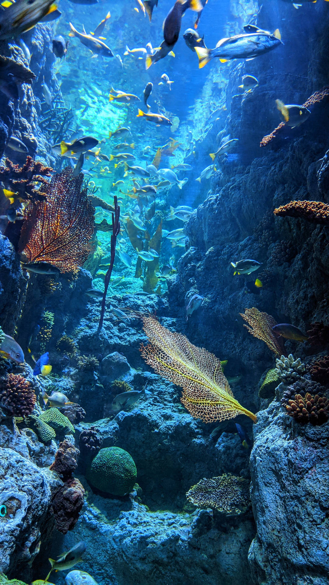 Korallenriffblauer Ozean Hd Wallpaper