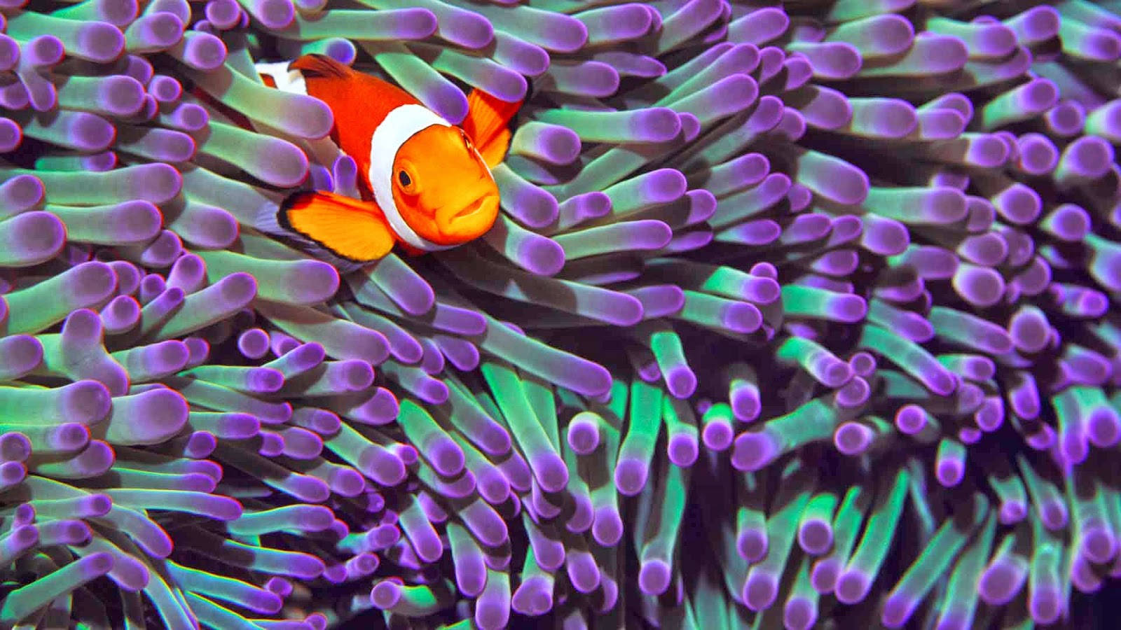 Vibrant Clownfish Amidst Purple Sea Anemone in a Stunning Coral Reef Wallpaper
