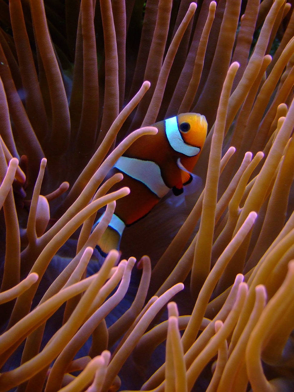 Korallenriffclownfisch. Wallpaper