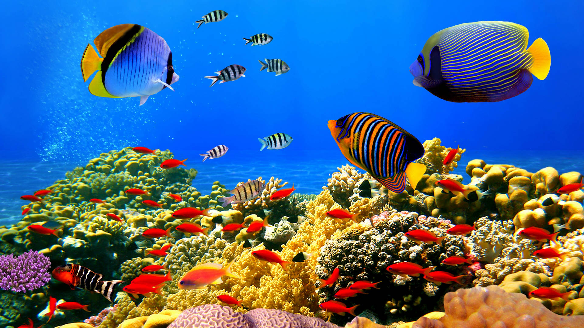 Korallrevfärgglada Fjärilsfiskar. Wallpaper