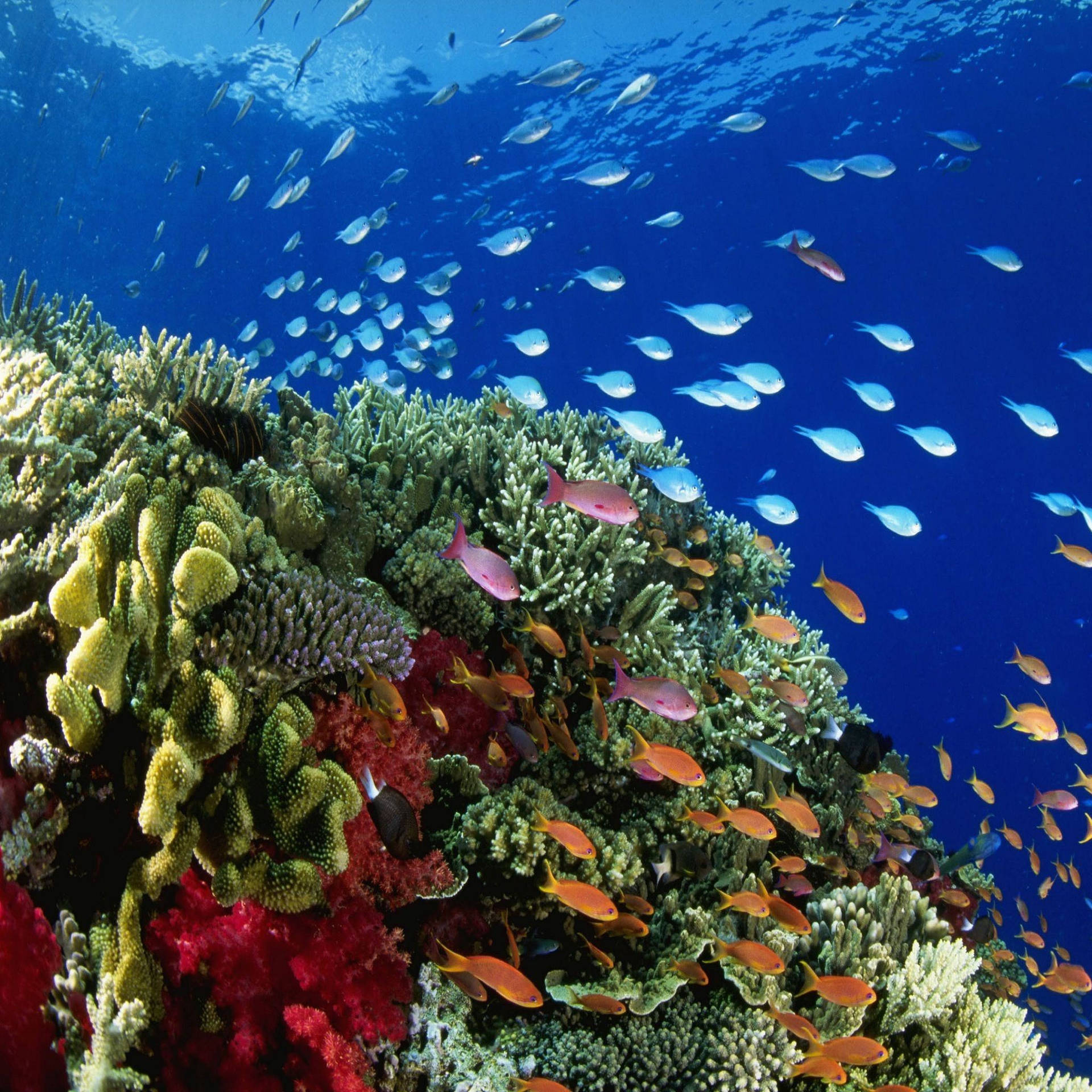 Korallrevfärgglad Fisk Wallpaper