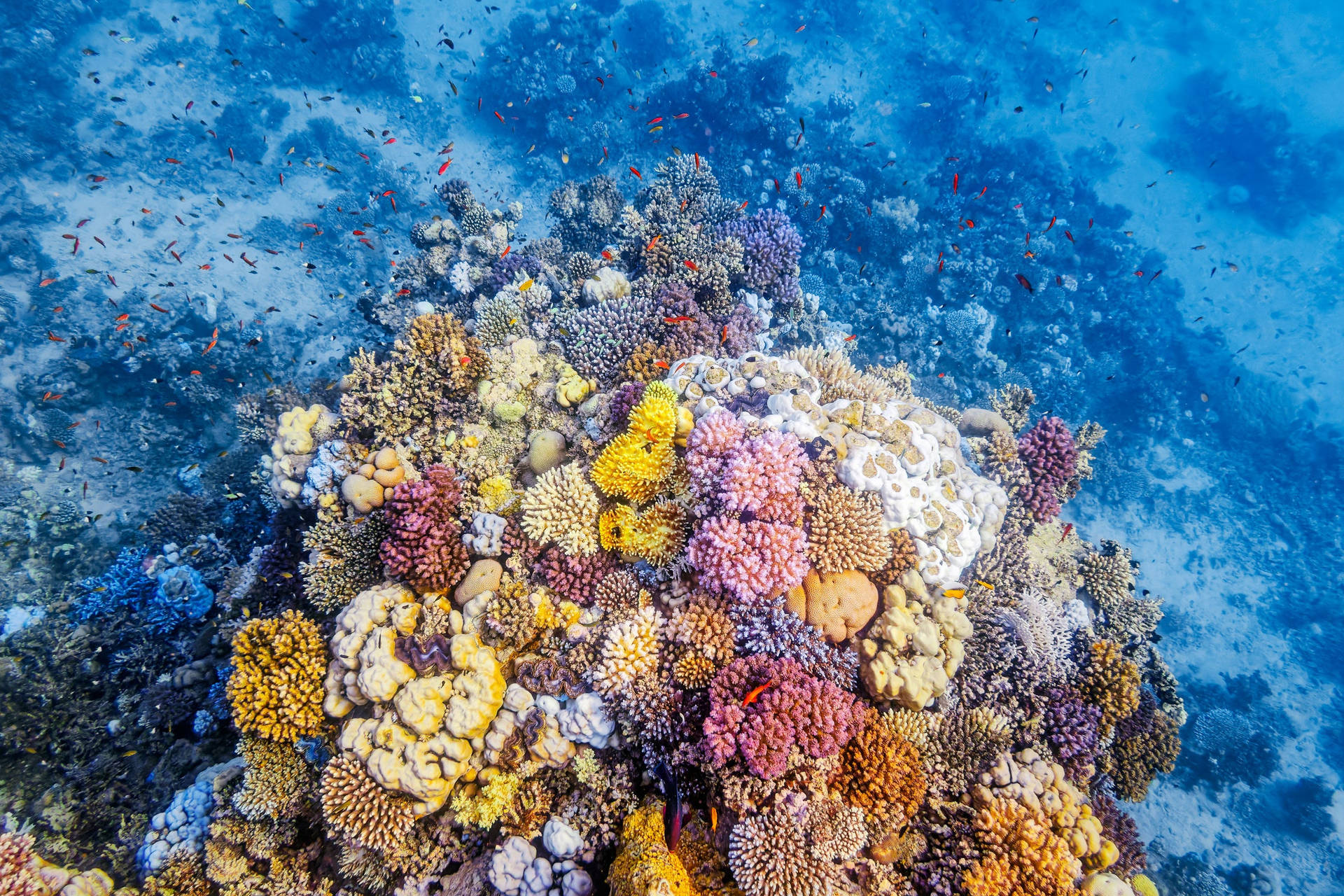 Buntelebensräume Im Korallenriff Wallpaper