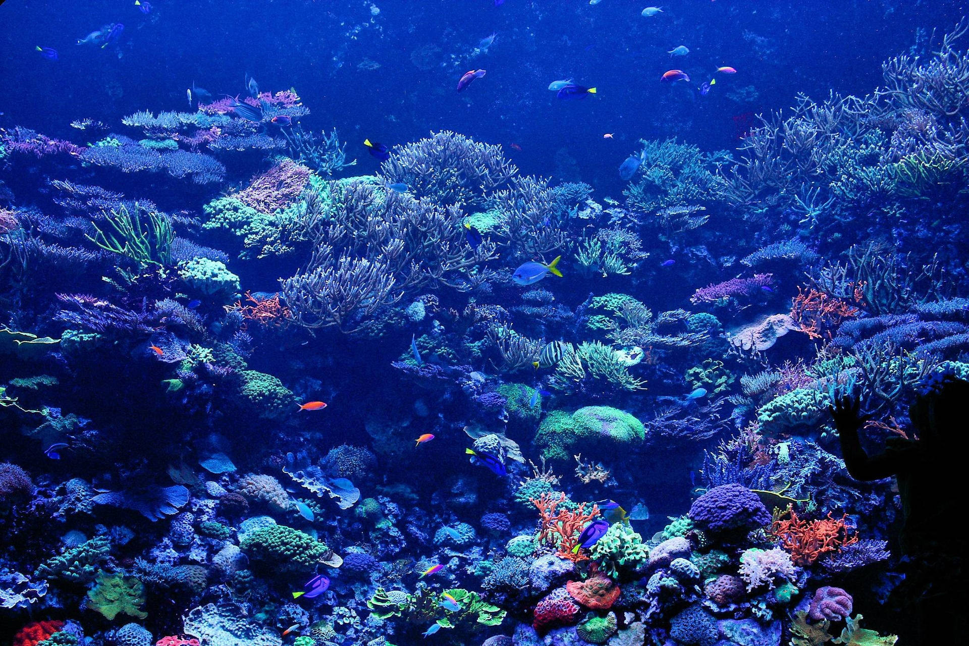 Koralkor Havdybder Blå Ocean Tapestry Wallpaper
