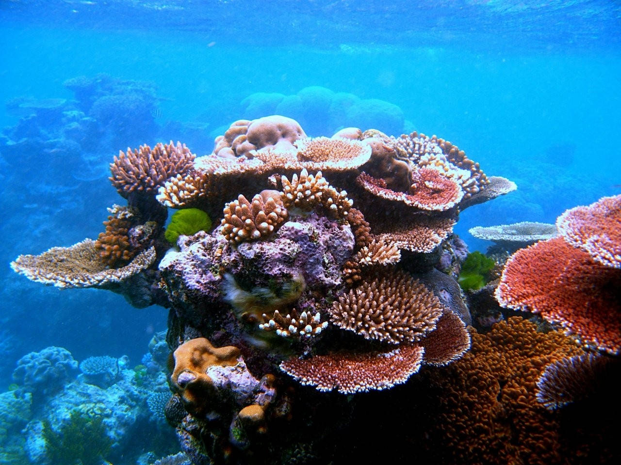 Vibrant Underwater Ecosystem - The Coral Reef of Eastern Pacific Wallpaper