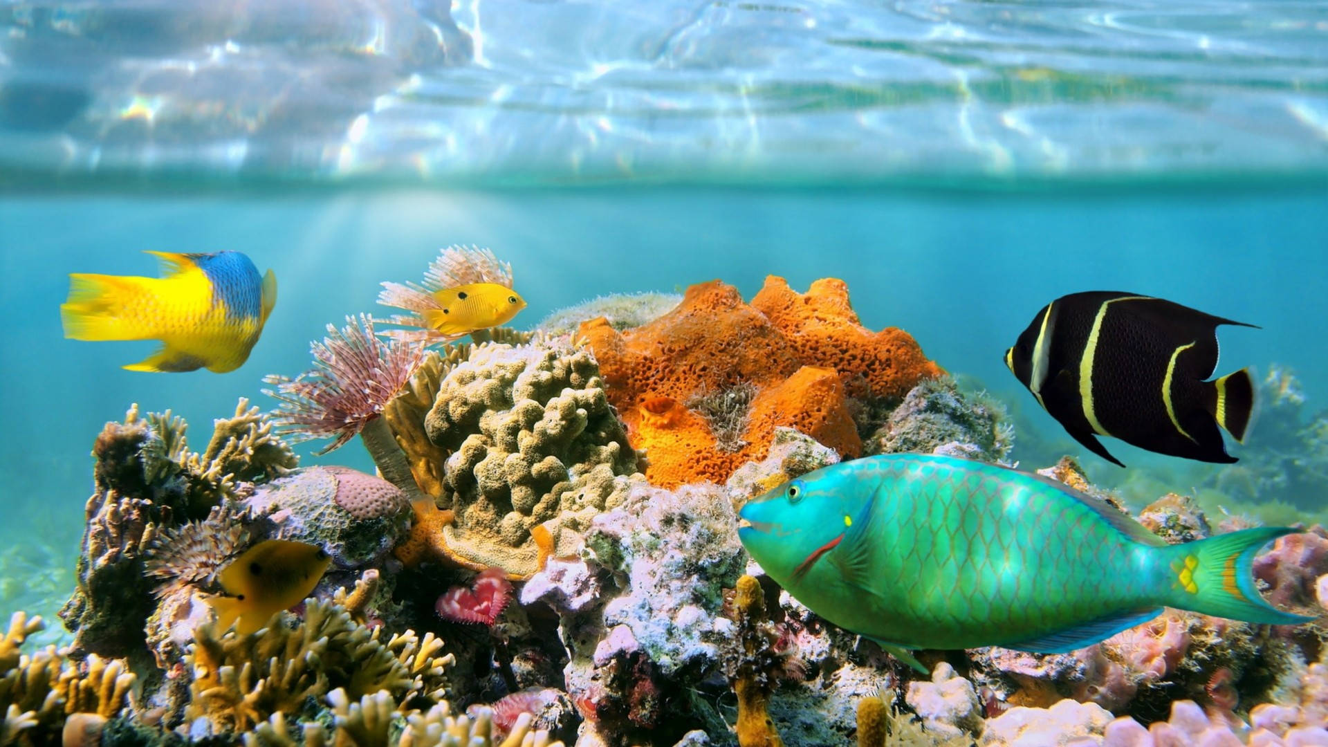 Vielfaltder Korallenriff-fische Wallpaper