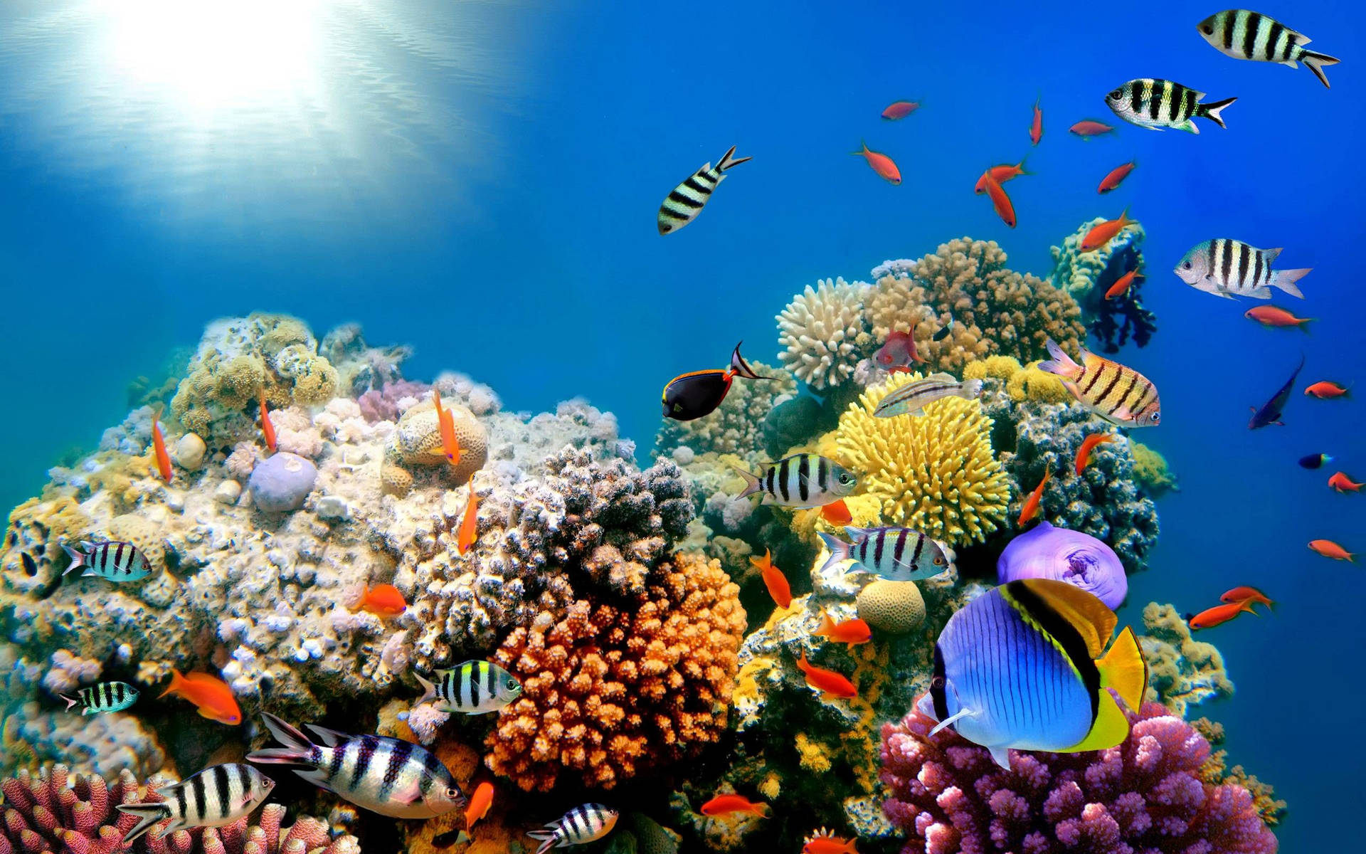 Korallrev Fisk HD Lys Sol Skinne Wallpaper Wallpaper