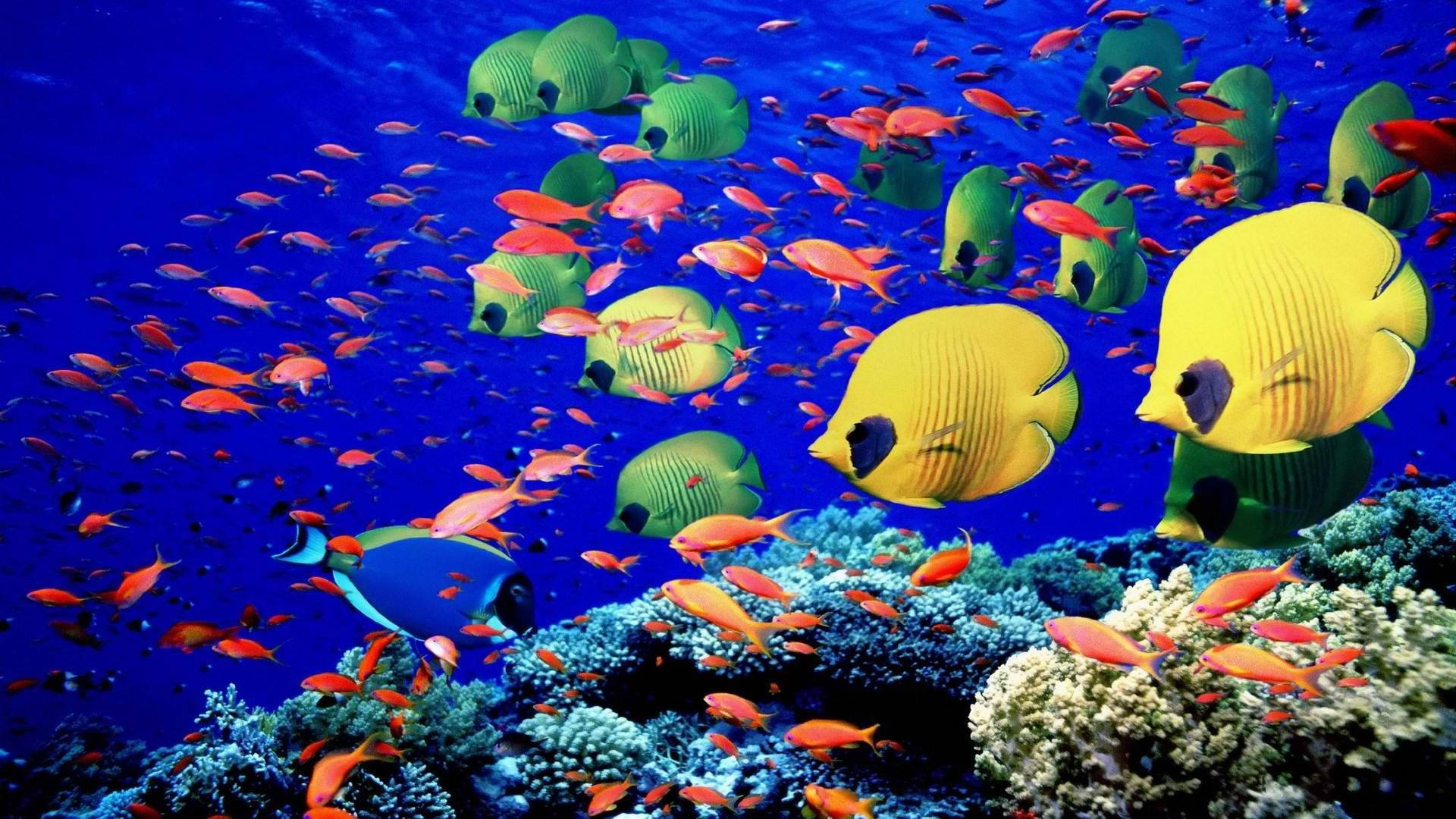 Korallrevsfiskröda Havet Oceanen Wallpaper
