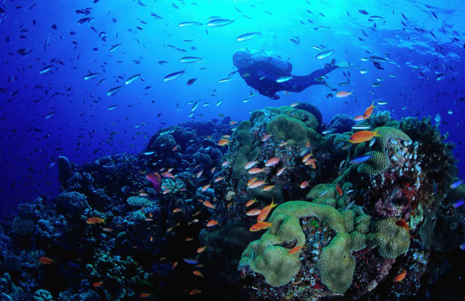 Pecesde Arrecife De Coral Buceador Subacuático Fondo de pantalla