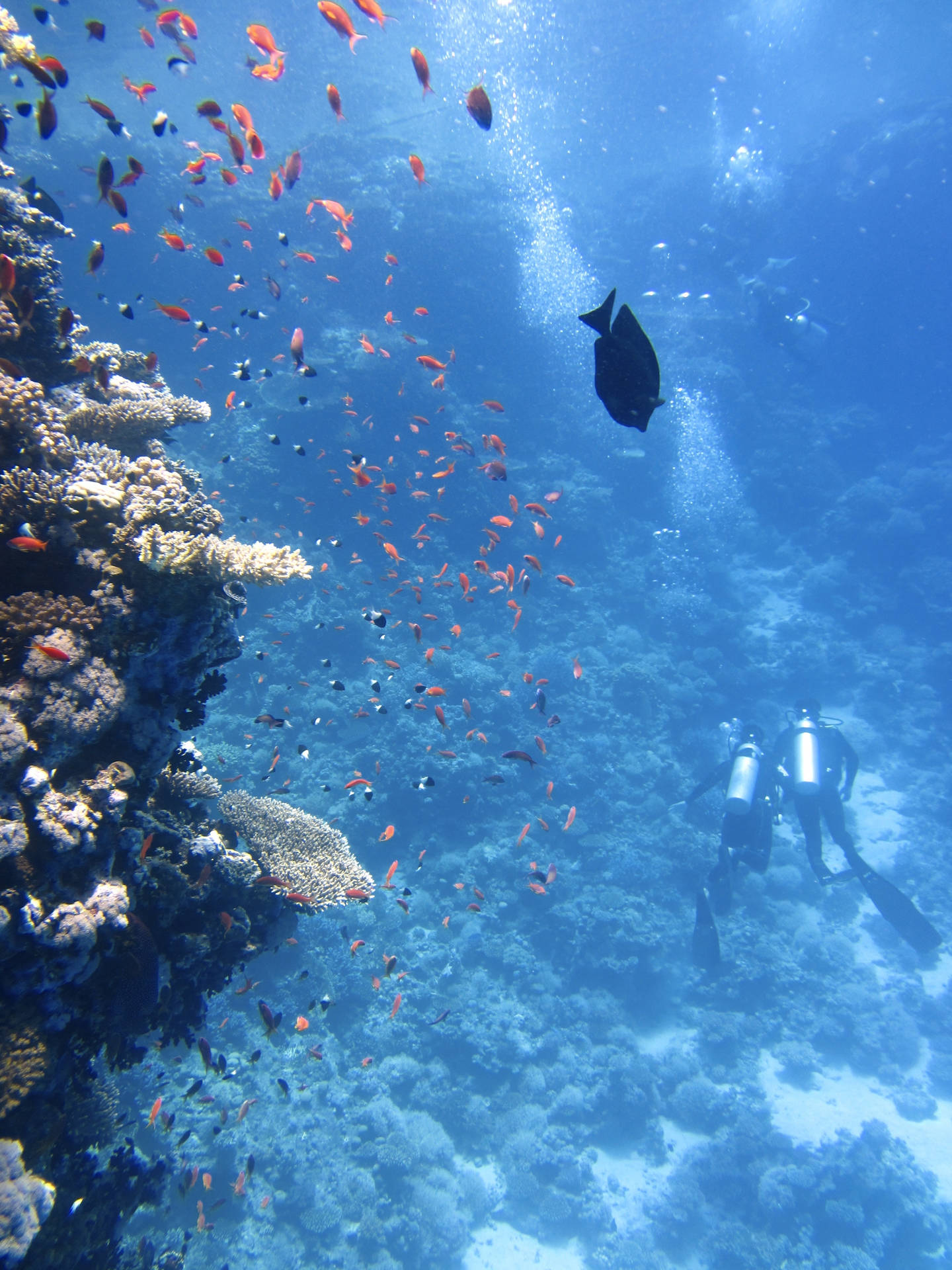 Pecesdel Arrecife De Coral Buceadores Submarinos Fondo de pantalla