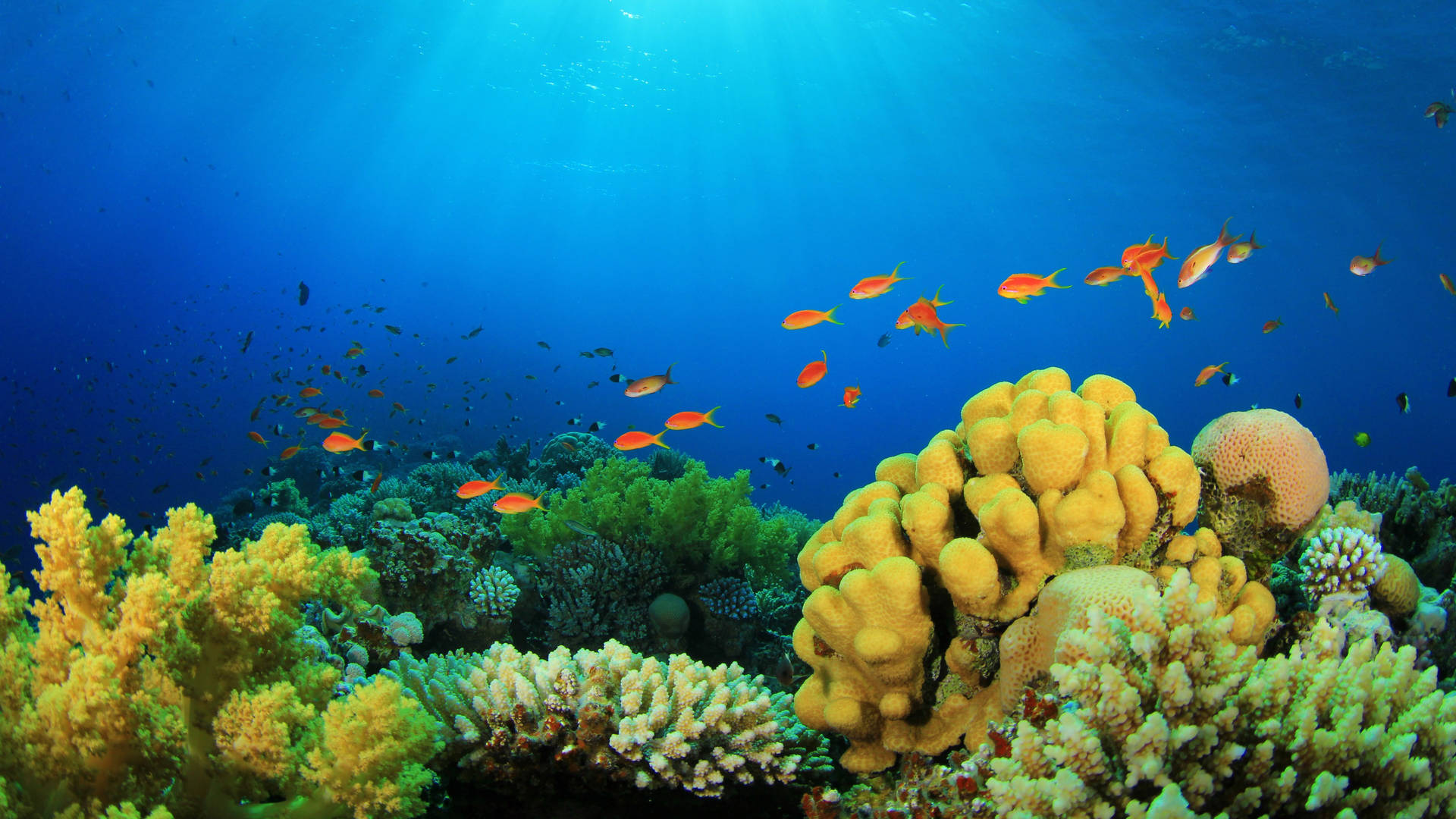 Pecesde Arrecife De Coral Con Luz Solar. Fondo de pantalla