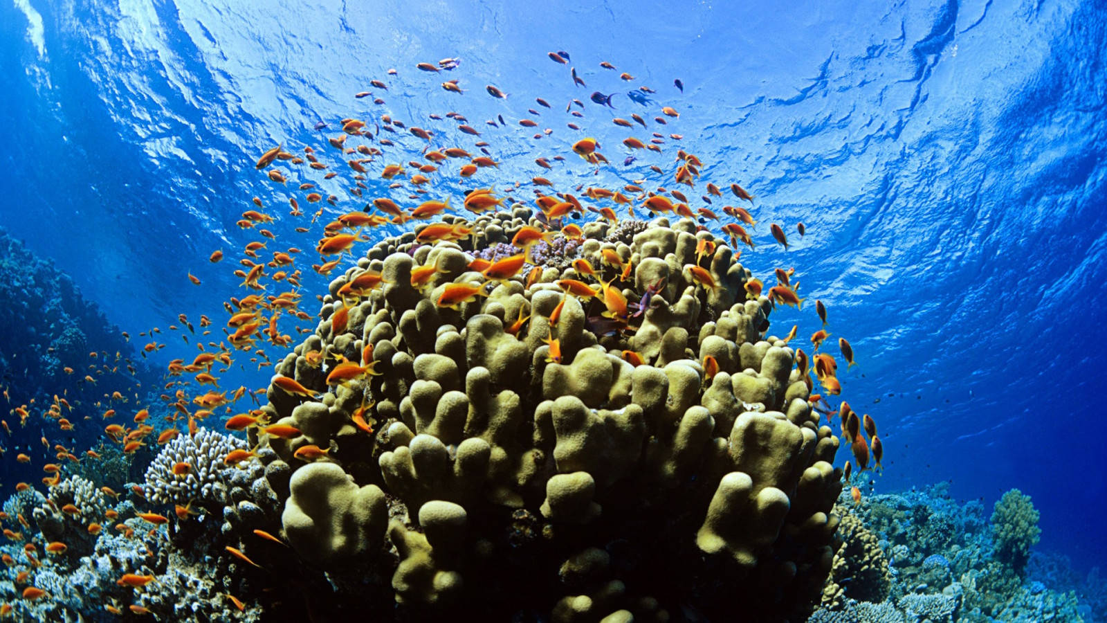 Pecesde Arrecife De Coral Fondo de pantalla