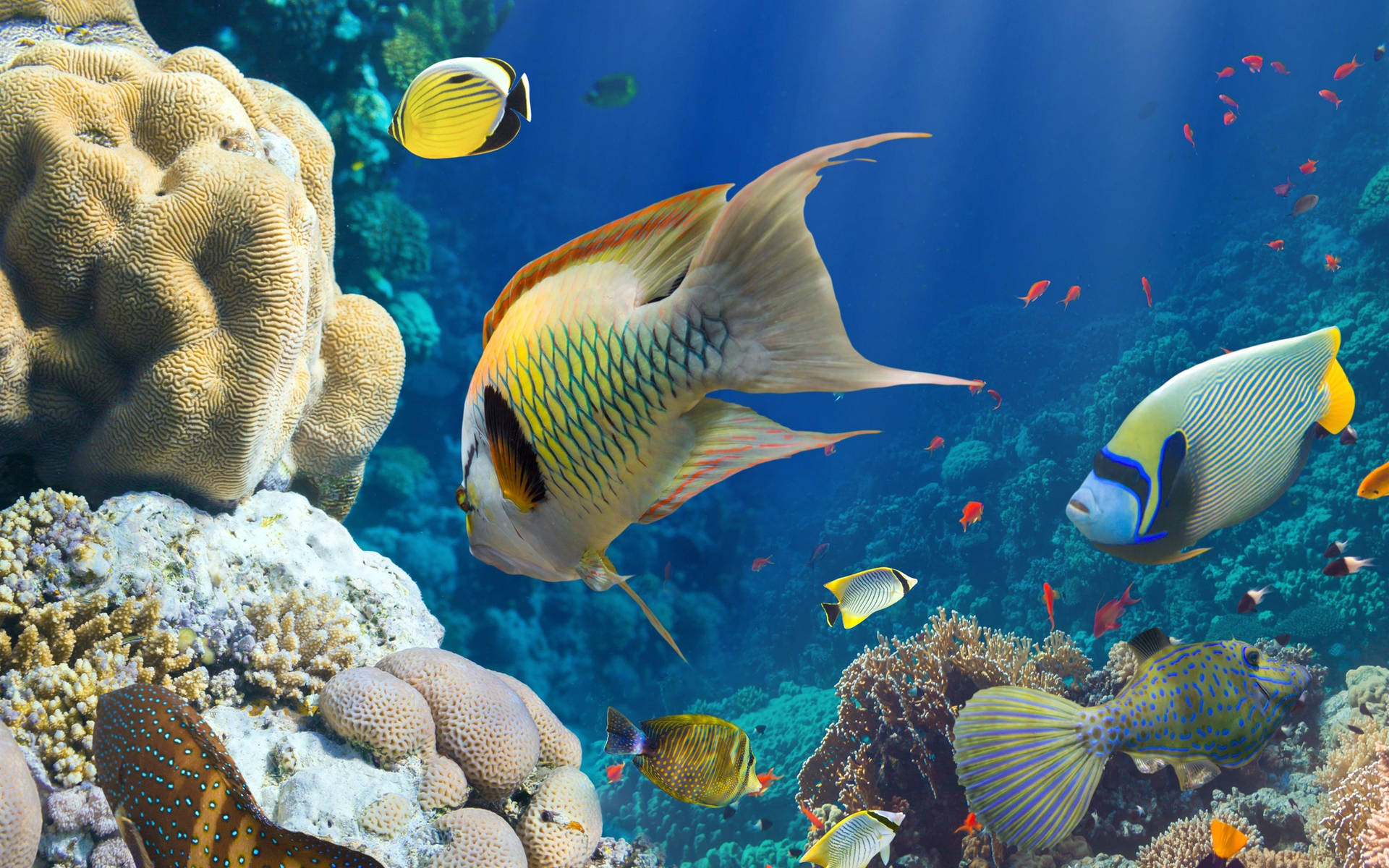 Coral Reef Fish Underwater HD Wallpaper