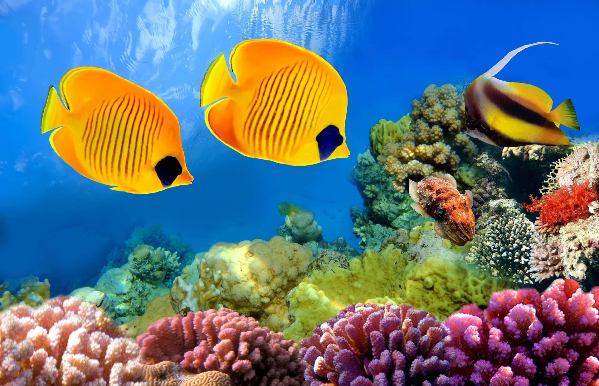 Arrecifede Coral Hd Pez Mariposa Dorado Fondo de pantalla