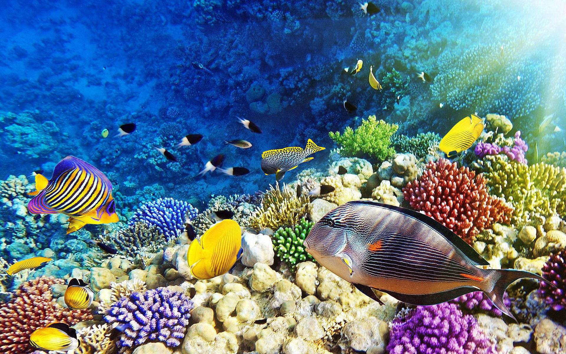 Coral Reef Kinds Of Fish Wallpaper