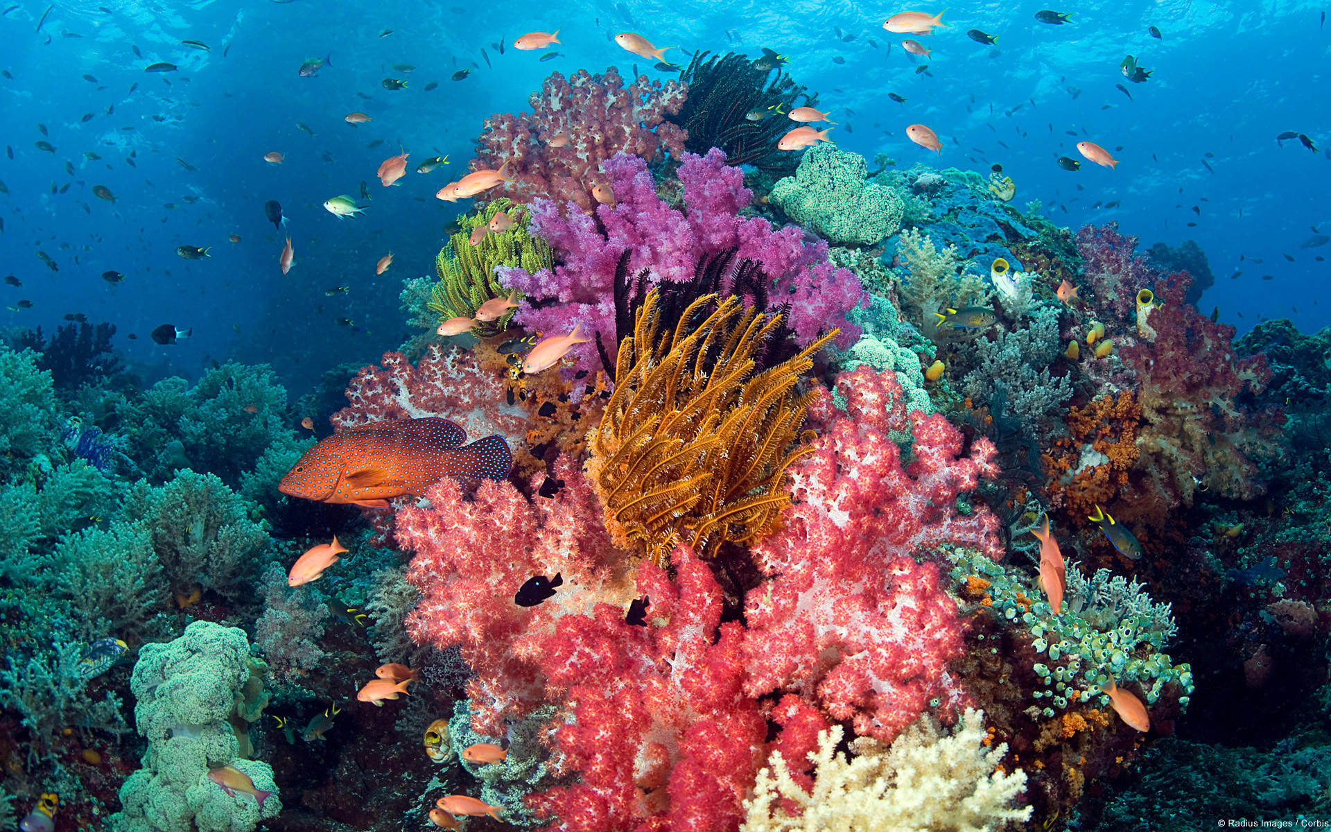 Arrecifede Coral En Vivo 3d Fondo de pantalla