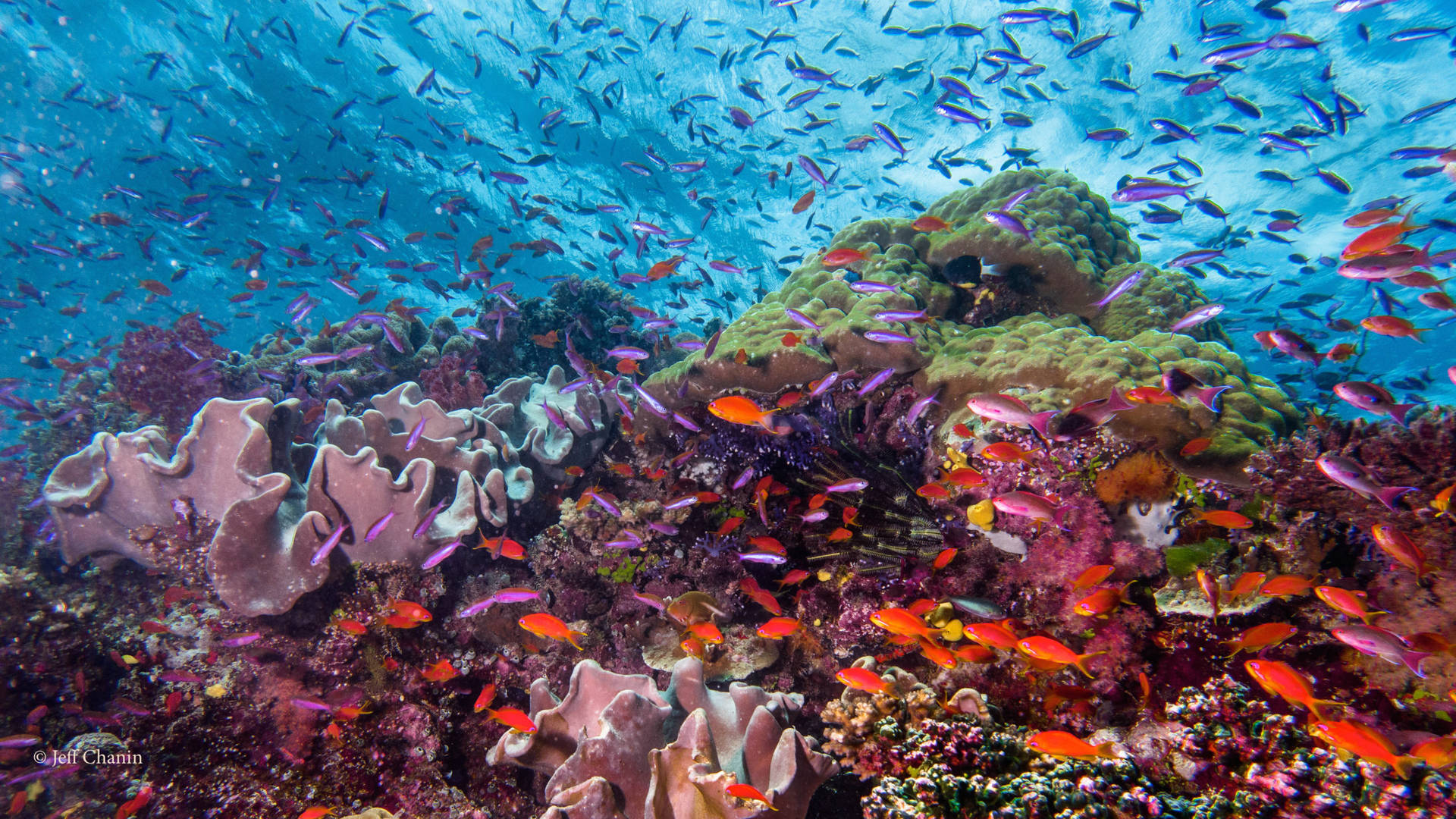 Korallenriffviele Orangefarbene Fische Wallpaper