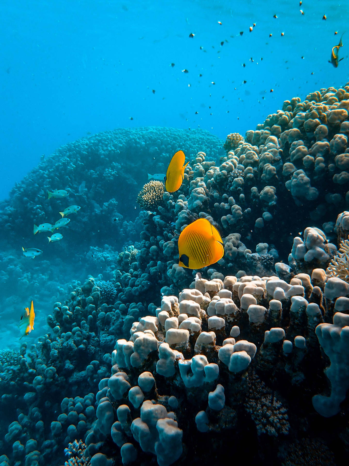 Korallrevorange Fjärilsfisk. Wallpaper