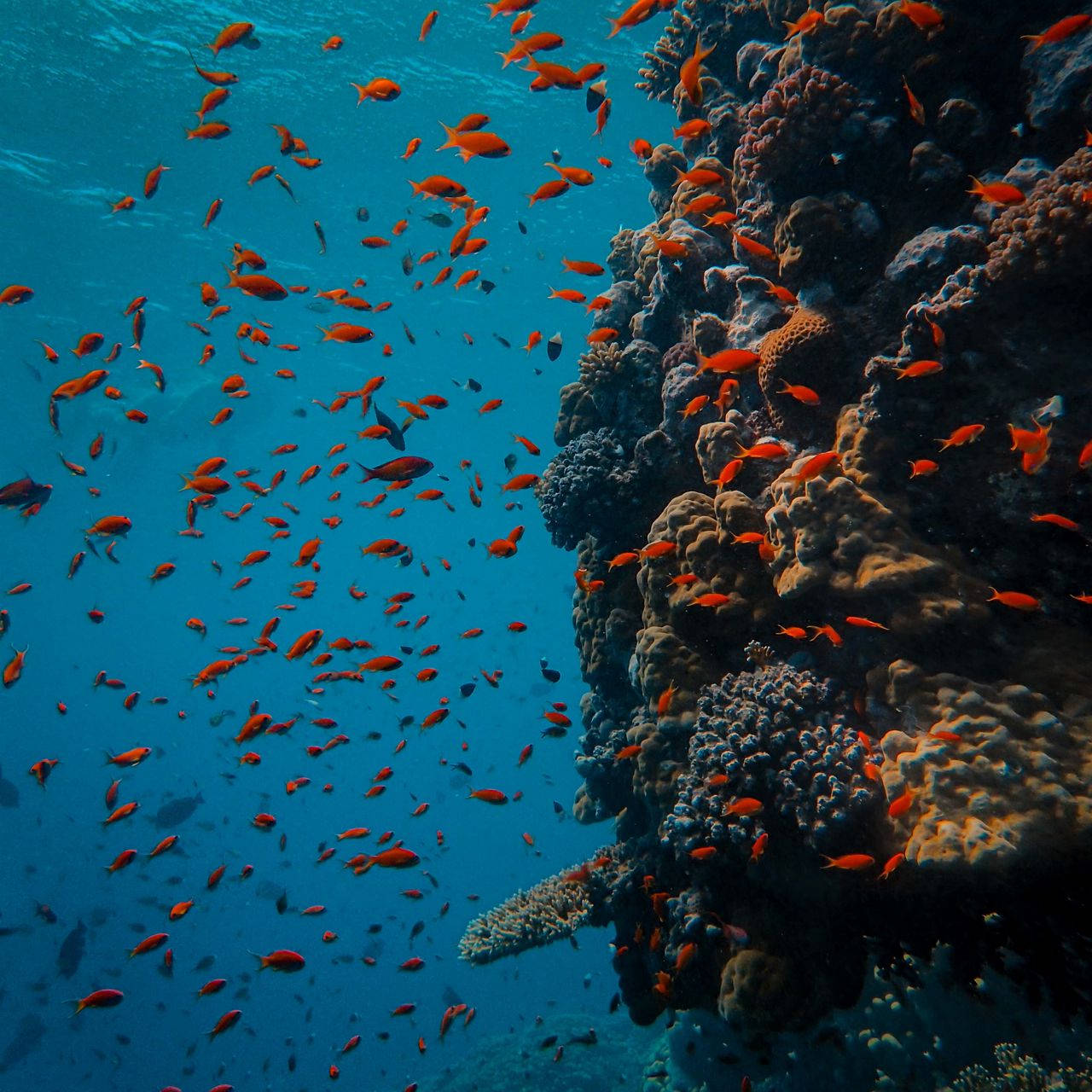 Coral Reef Orange Fish Wallpaper