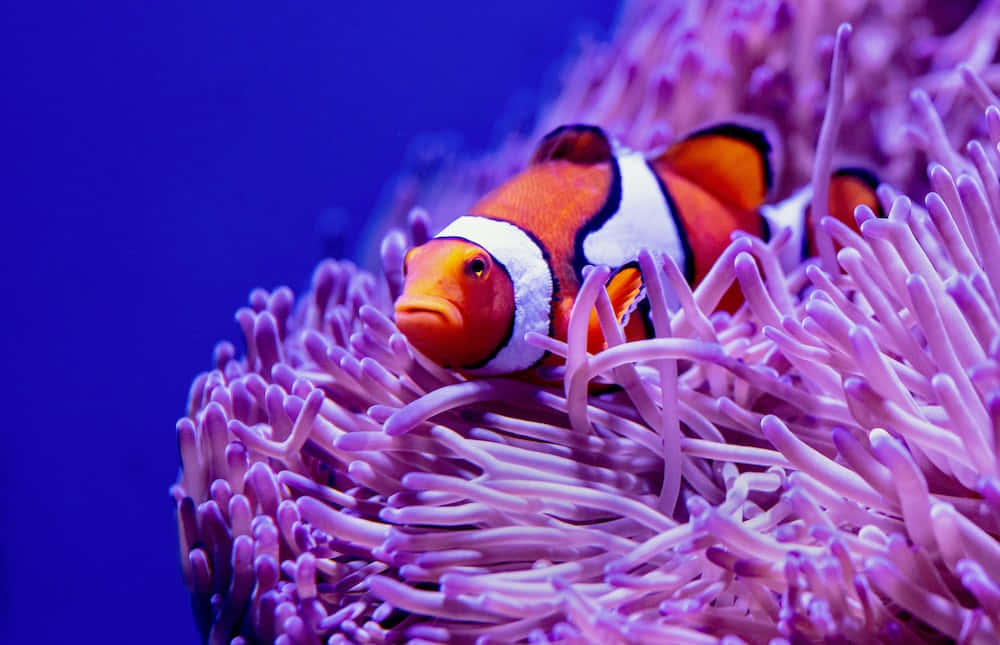 Immaginedi Un Pesce Pagliaccio Della Barriera Corallina In Un'anemone