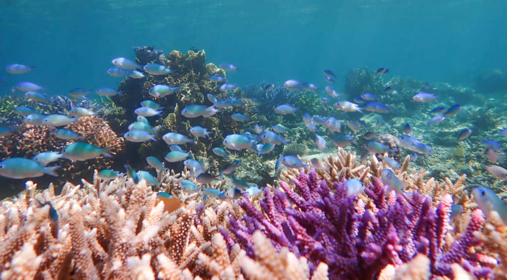 Imagende Arrecife De Coral Púrpura Y Rosa Con Criaturas Submarinas