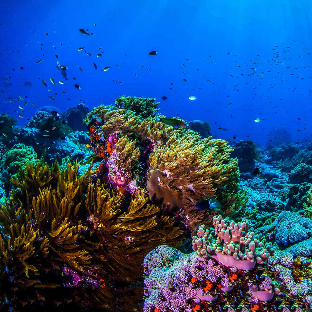Imagende Arrecife De Coral Del Mar Profundo Con Criaturas Marinas Azules