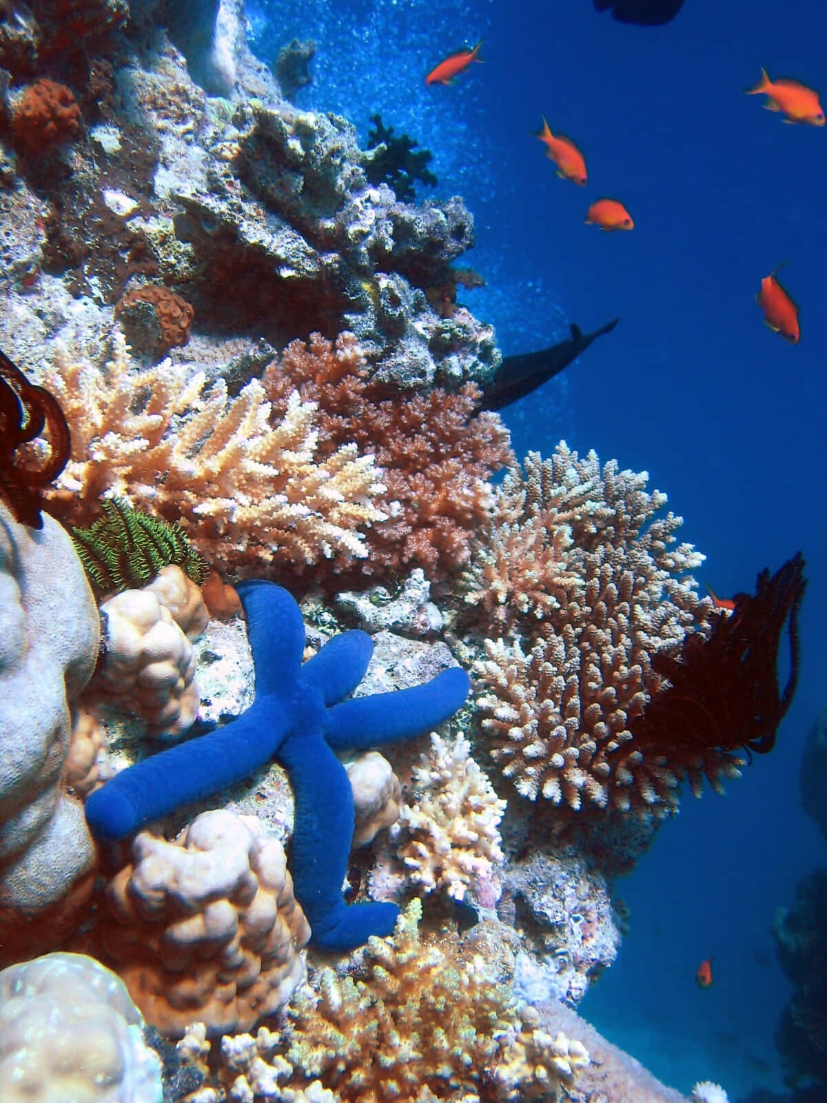 Immaginedi Un Corallo Blu Con Stella Marina Arancione E Pesce Arancione.