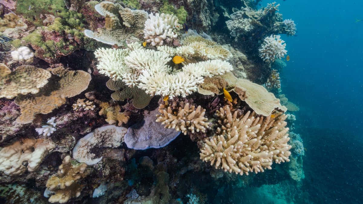Fotode Fotografía De Primer Plano Del Gran Arrecife De Coral De La Gran Barrera