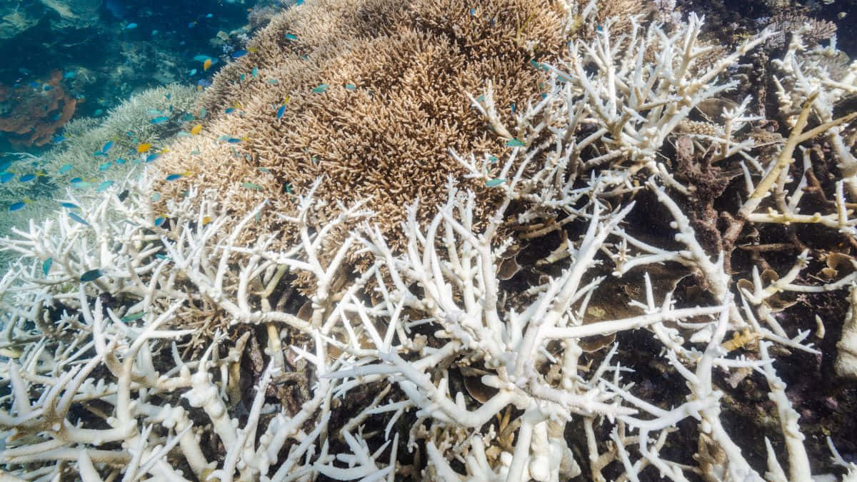 Korallrevetgreat Barrier Bild Från 2020.