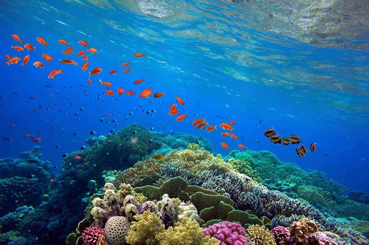 Riflessodi Barriera Corallina Abitato Vibrante Pesce Arancione Immagine