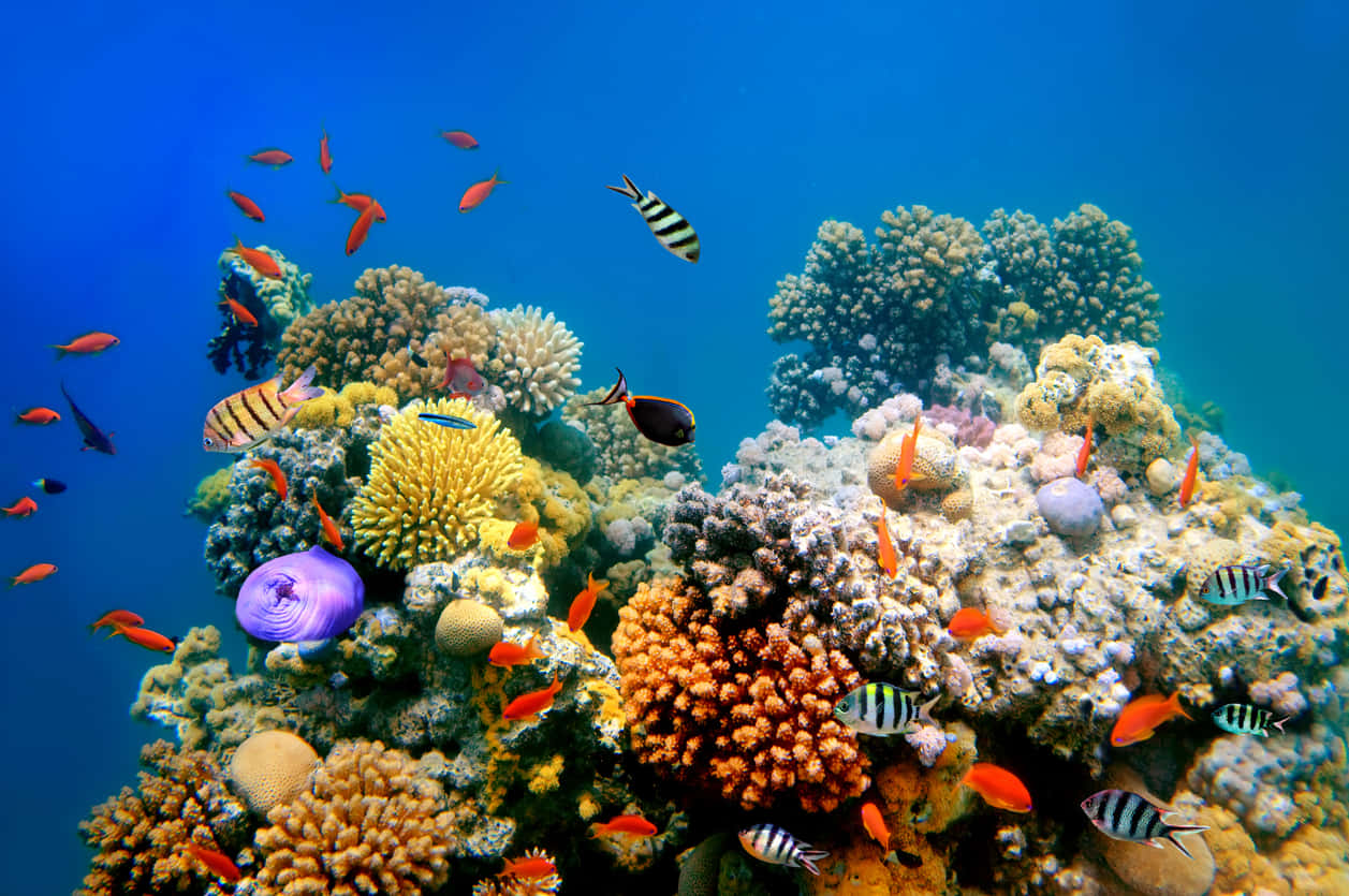 Korallrevunder Vatten Ocean Foto Bild
