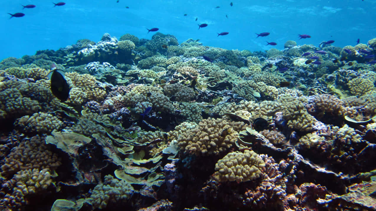 Korallrevsbildfrån Fagatele Marine Sanctuary