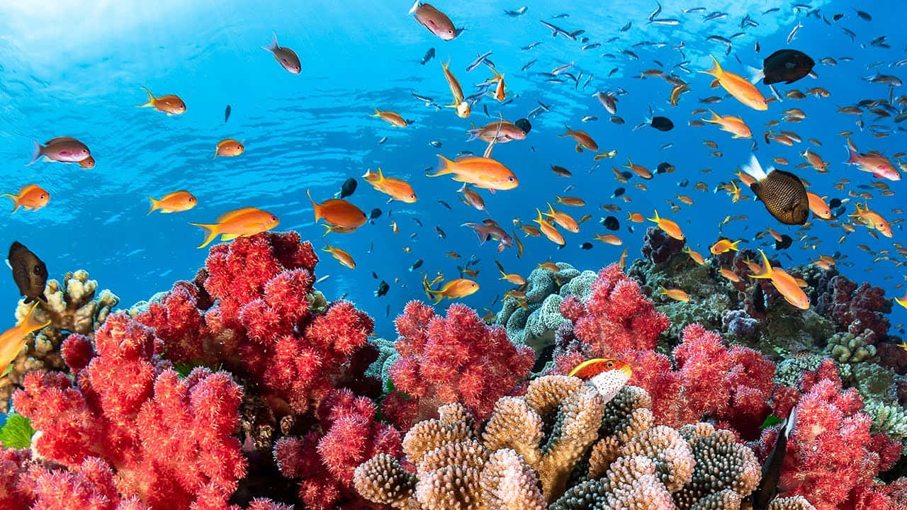 Imágenesde Arrecifes De Coral Rosados Con Criaturas Marinas Tropicales.